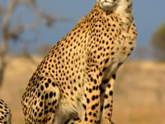 Cheetah