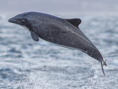Chilean dolphin