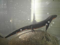 Chinese fire belly newt