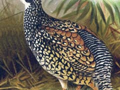 Chinese Francolin