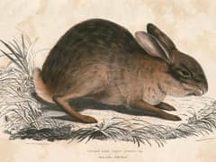 Chinese hare