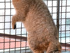 Chinese mountain cat