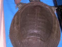 Chinese softshell turtle