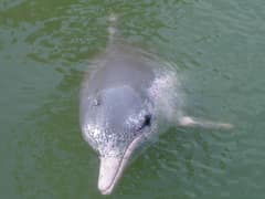Chinese white dolphin
