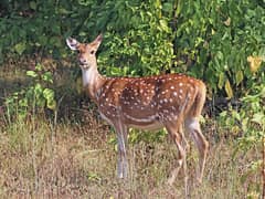 Chital