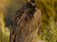 Cinereous Vulture