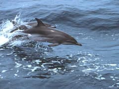 Clymene dolphin