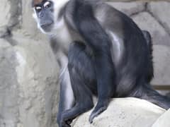 Collared mangabey