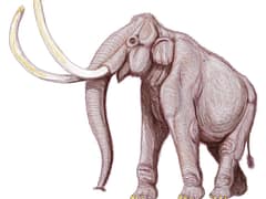 Columbian mammoth