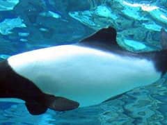 Commerson's dolphin