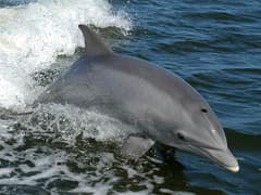 Common bottlenose dolphin