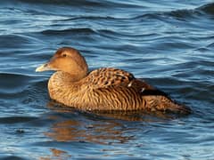 Common Eider