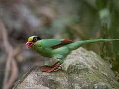 Common Green Magpie