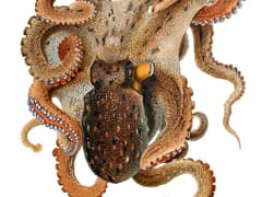 Common octopus