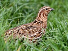 Common Quail