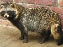 Common raccoon dog