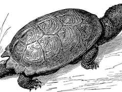 Common snapping turtle