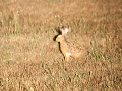 Corsican hare