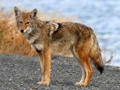 Coyote
