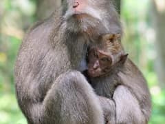 Crab-eating macaque
