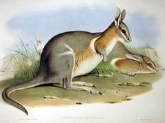 Crescent nail-tail wallaby