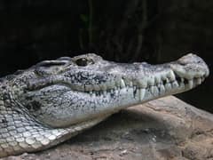 Crocodylus novaeguinae