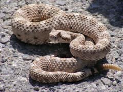 Serpiente de cascabel cornuda