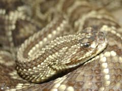 Crotalus estebanensis