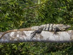 Iguana Negra
