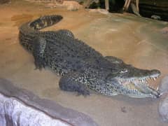 Cuban crocodile