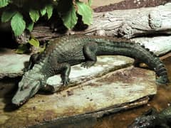 Cuvier's dwarf caiman