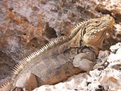 Iguana cubana