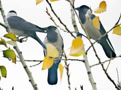 Daurian Jackdaw