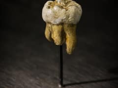 Denisovan