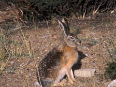 Desert hare