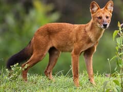 Dhole