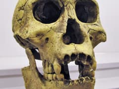 Dmanisi hominins