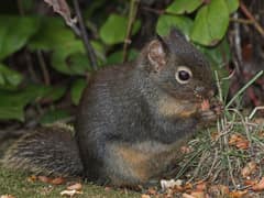 Douglas squirrel