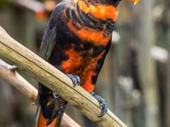 Dusky Lory