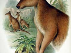 Dusky pademelon