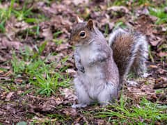 Eastern gray squirrel