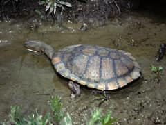 Eastern long-necked turtle