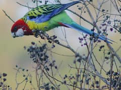 Eastern Rosella