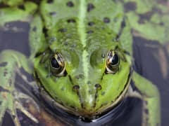 Edible frog