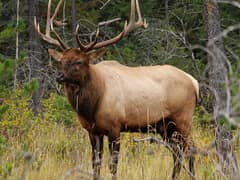 Elk