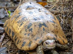 Elongated tortoise