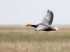 Emperor Goose