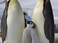 Emperor Penguin