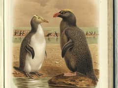 Erect-crested penguin