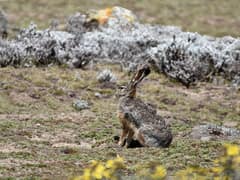 Ethiopian highland hare